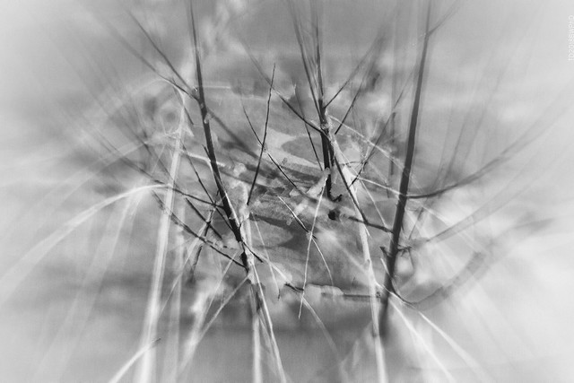 2018.02.08_039/365 - abstraction in twigs #2