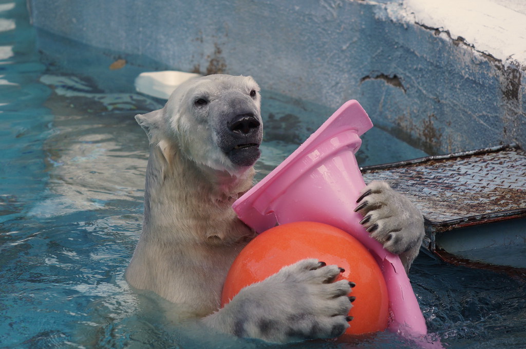 Polar Bear at Osaka Tennoji Zoo 2018-02-18