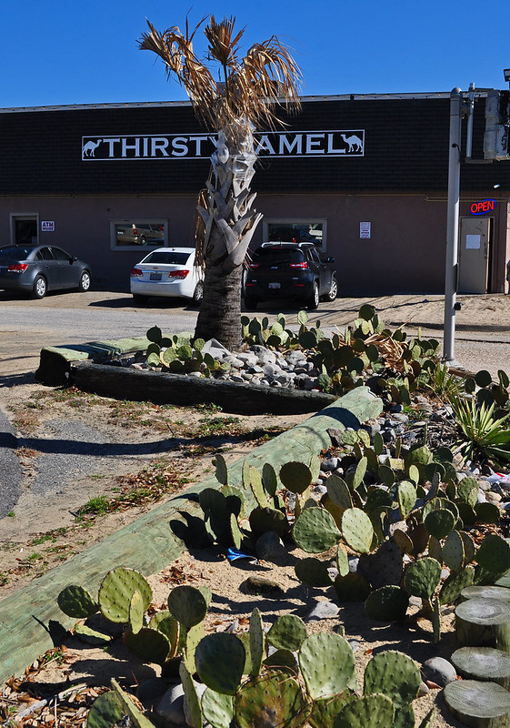 The Thirsty Camel (1)