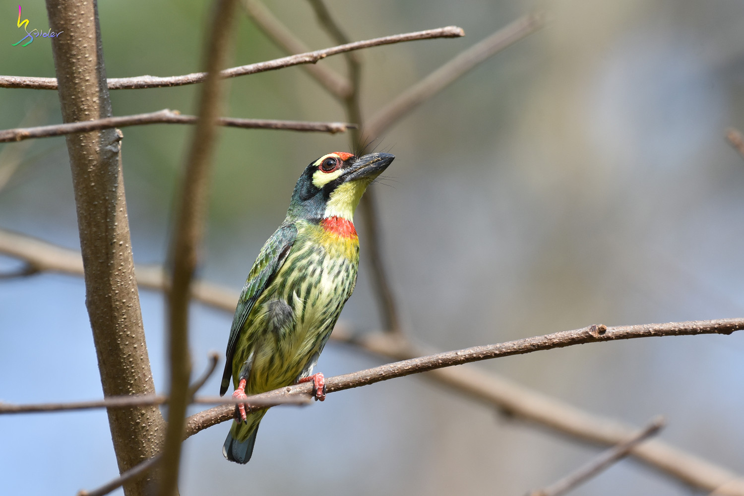 Coppersmith_Barbet_4988