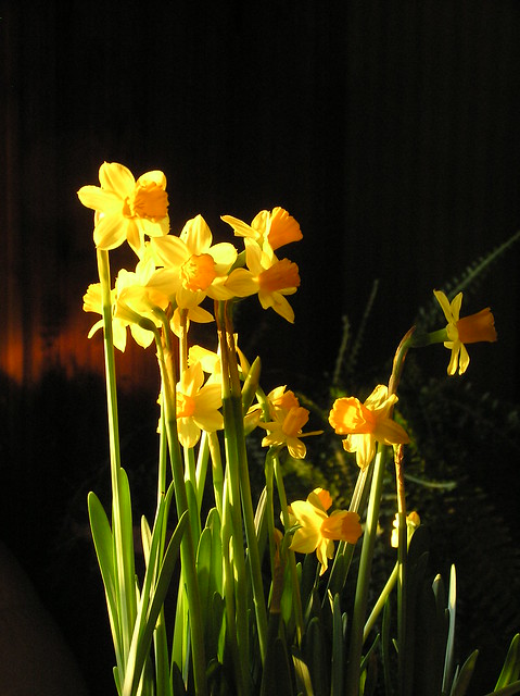 Narcissus 'Tete a Tete'