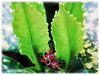 Aucuba japonica (Spotted Laurel, Japanese Laurel, Japanese Aucuba, Gold Dust Plant))