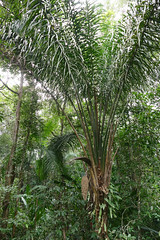 Maripa Palm (Attalea maripa)