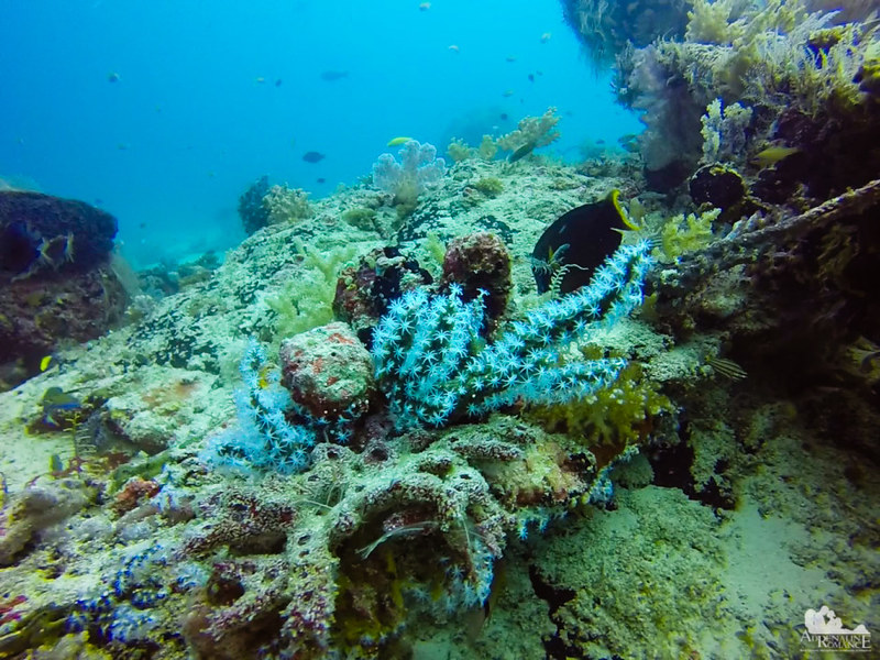 Healthy coral with light blue polyps