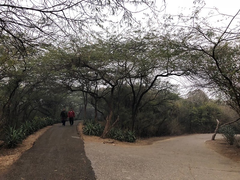 City Walk - Jahanpanah City Forest, South Delhi