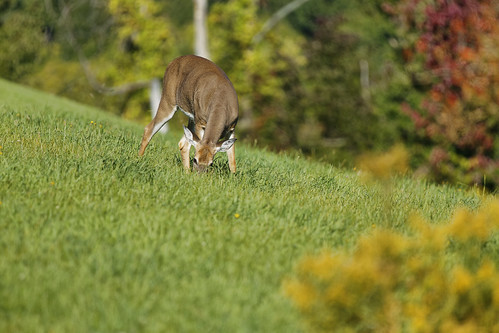approved deer lawn animal nature green tamron 150 600mm lens canon 5d mark iii