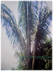 Oenocarpus bataua (Bataua Palm, Seje Palm, Pataua Palm, Ungurahui) with its beautiful fronds, 11 Jan 2018