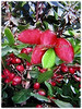 Synsepalum dulcificum (Miracle Fruit, Miracle Berry, Miraculous Berry, Flavour/Sweet Berry)