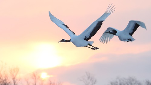 bird hokkaido crane redcrownedcrane tancho grusjaponensis tsurui otowabridge sunrise birdinflight desktop wallpaper background