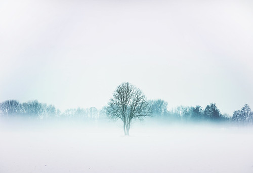 snow fog foggy niebla nieve blanca white tree alone campo fields solo arbol cold frio