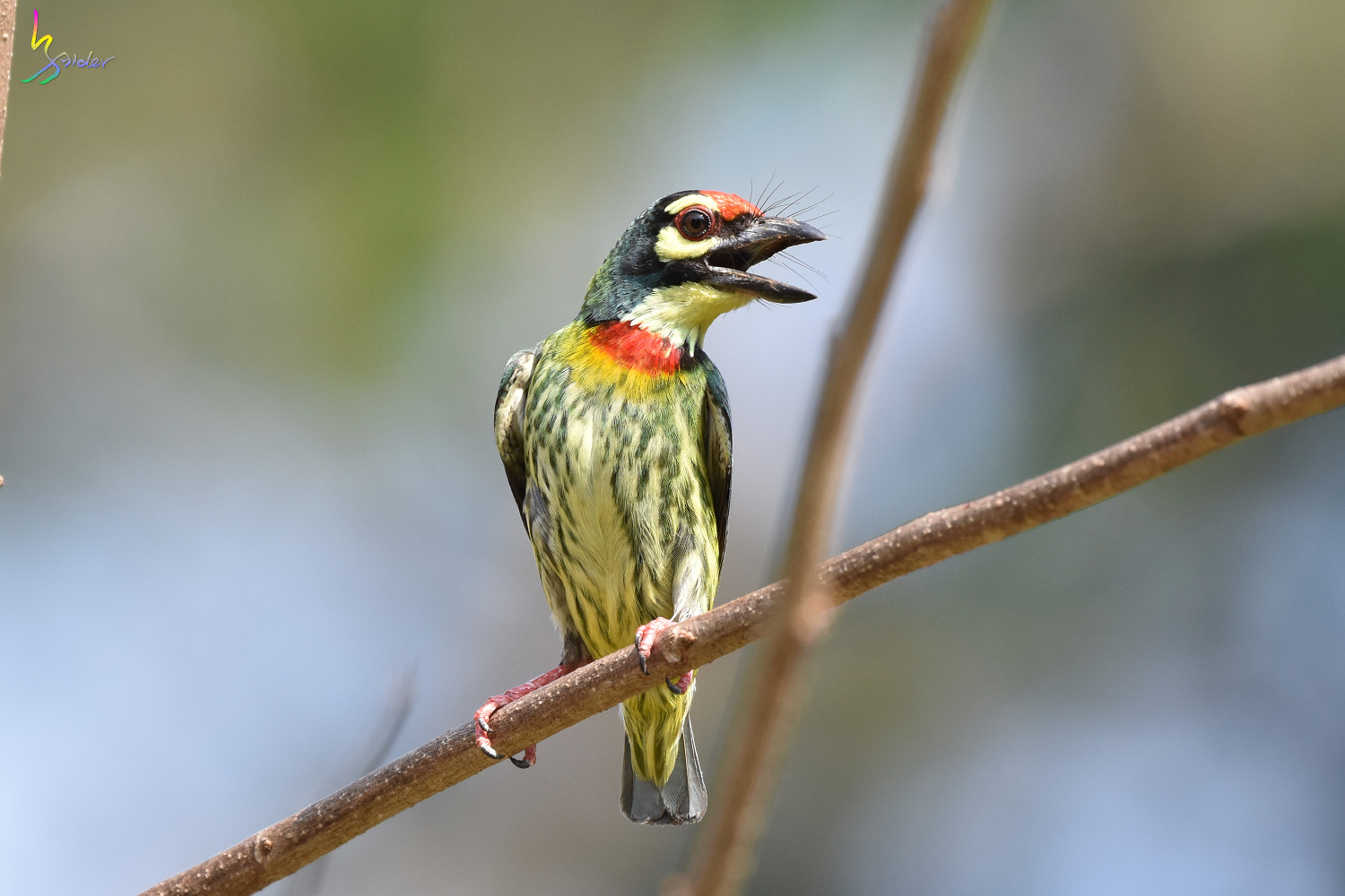 Coppersmith_Barbet_4869