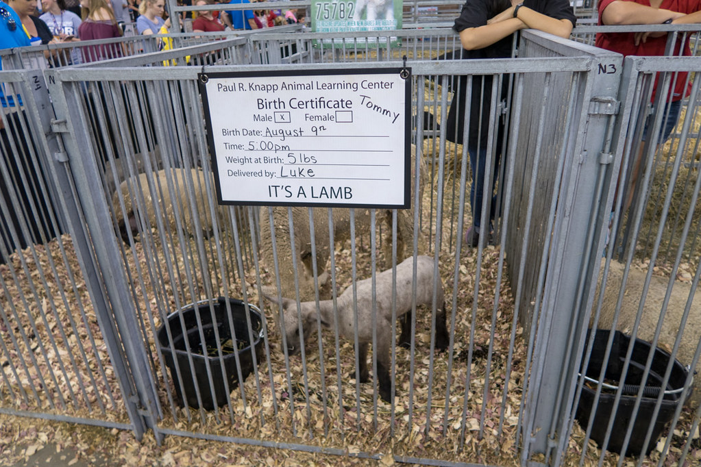 Lamb at Iowa State Fair
