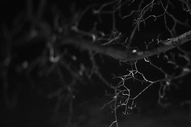 2018.02.12_043/365 - Twigs Outside of Abstraction