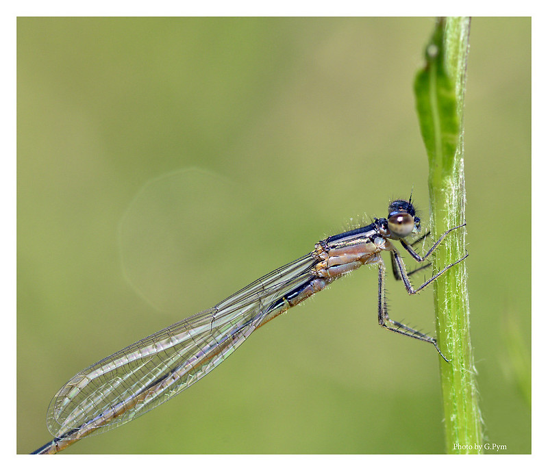damselfly at the meadow