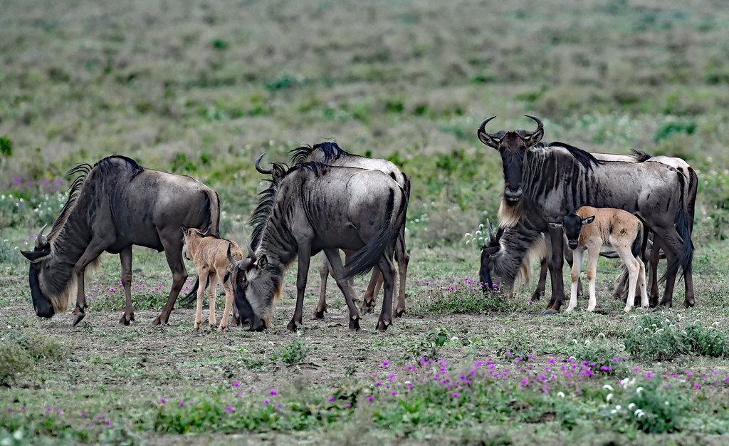 Calving season of wildebeests