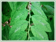 Lovely leaves of Sauropus androgynus (Star Gooseberry, Sweet Leaf Bush, Sabah Vegetable, Katuk, Sayur Manis in Malay) are alternately arranged along the stems, March 5 2018