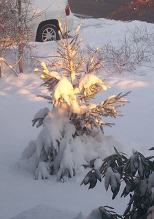 baby tree in snow