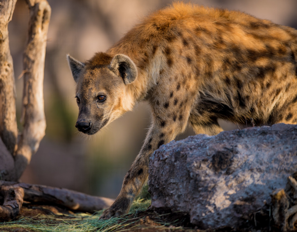 Spotted Hyena_9