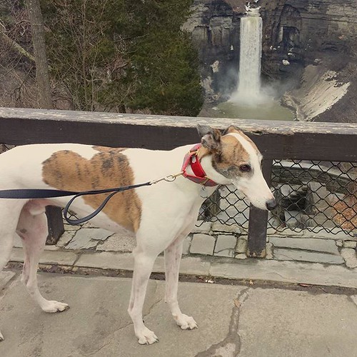 Cane at Taughannock Falls #Cane #DogsOfInstagram #greyhound #taughannockfalls #ithaca #fingerlakes