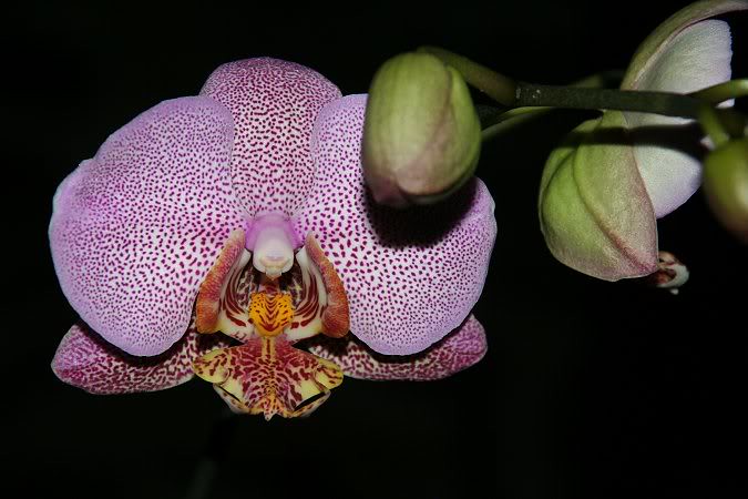 Les orchidées chez Sougriwa - Page 3 39109047874_64eda67f80_b
