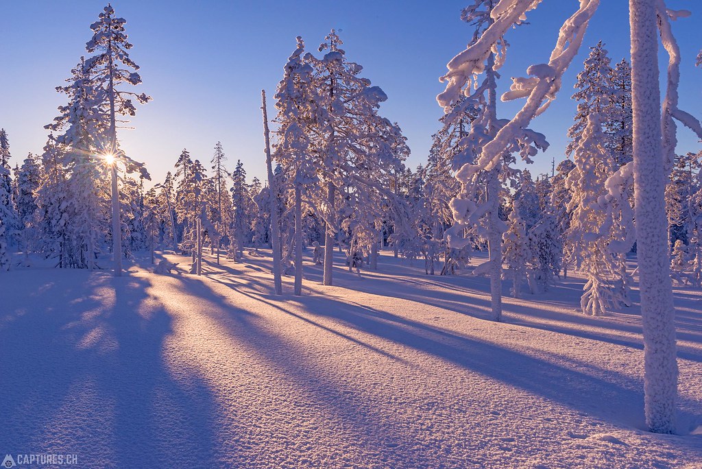 Frozen tress and sunlight - Lapland