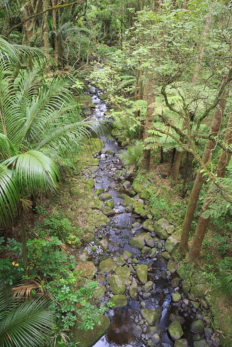 trees stream reserve bush walk dfa28105f3556 pentax pentaxk1 outddor