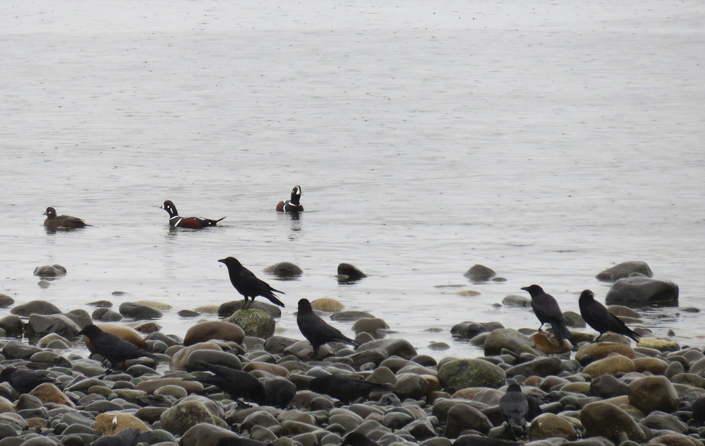 Harlequin Ducks and Crows