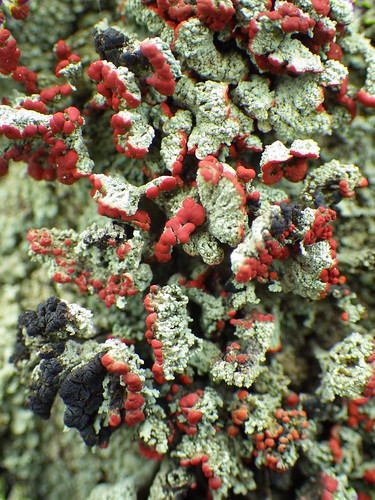 beavermeadows anf f17woo26 cladonia lichen unidentified britishsoldiers