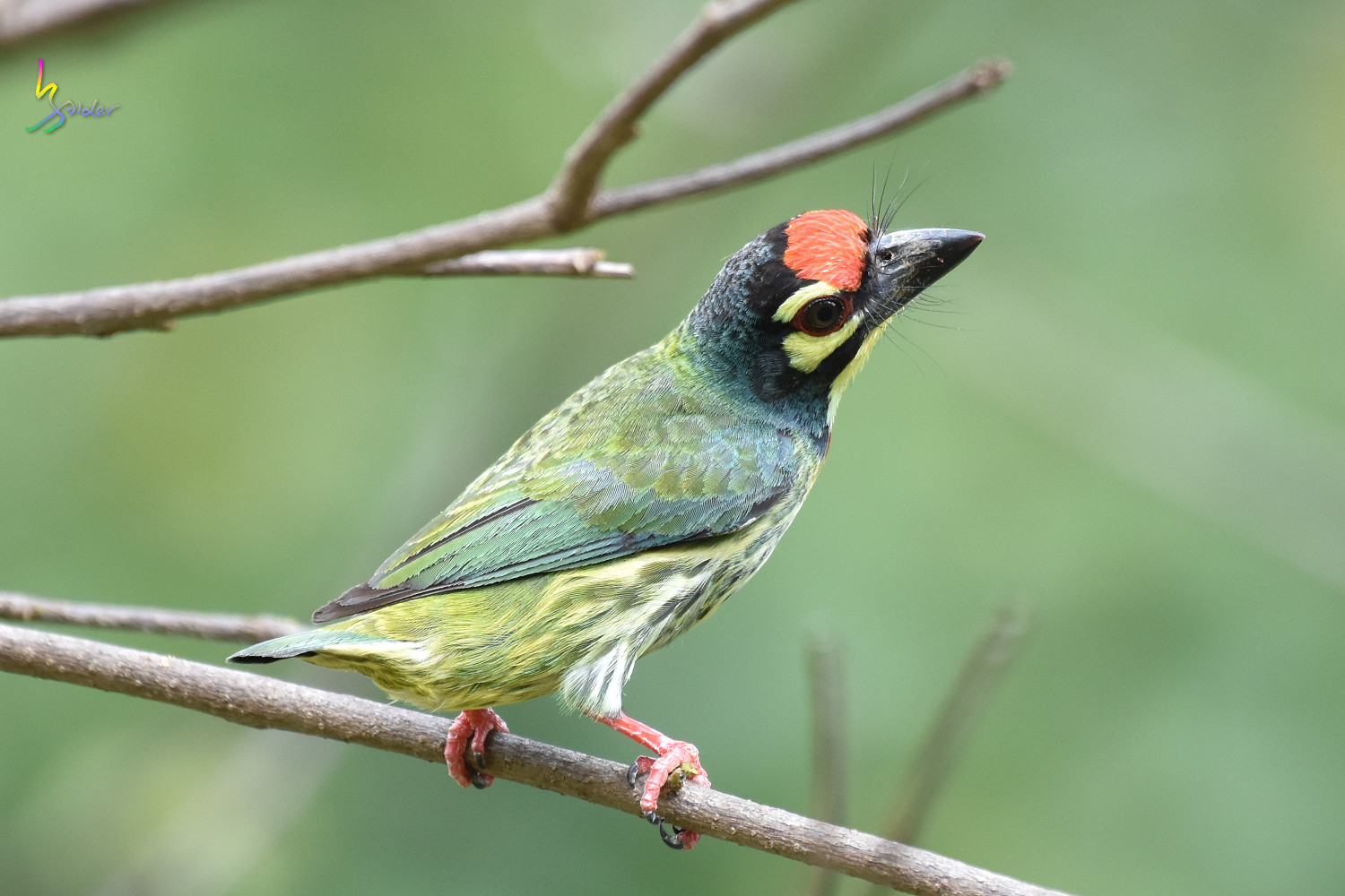Coppersmith_Barbet_8560