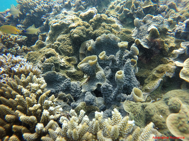 Healthy Corals in Antonia Island Resort