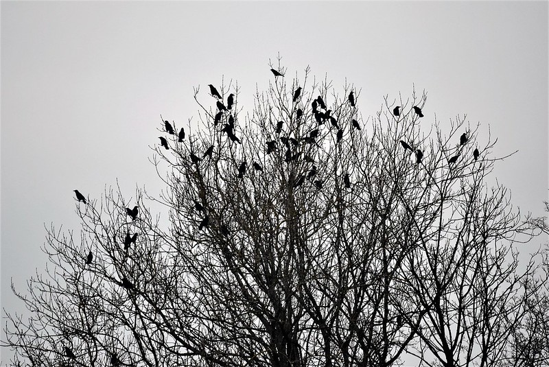 Crows 09.01 (3)