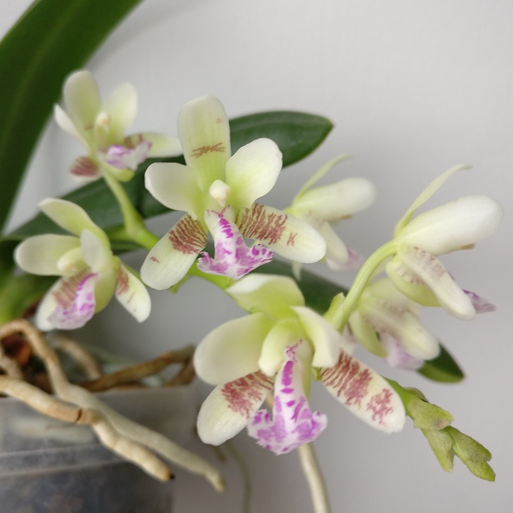 Phalaenopsis (Sedirea) japonica - Page 2 40083712432_6cccedf7b5_b