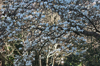 Magnificent Magnolia - SF Botanical Garden 9  Magnolia denudata canopy upclose