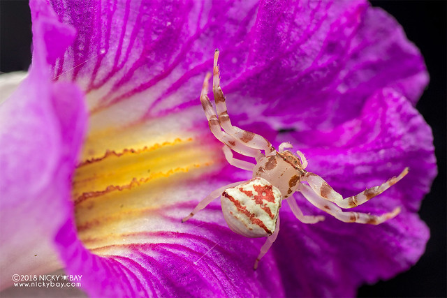 Orchid crab spider (Thomisus sp.) - DSC_0268