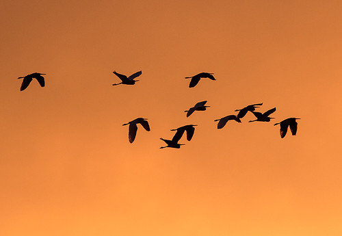 acebasin bearisland lowcountry sc animals birds dawn wildlife egrets inflight flock flying sky orangesky silhouettes sunrise crepuscular