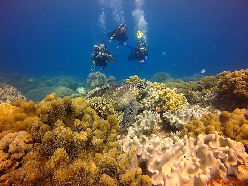 Scuba Diving in Chapel, Apo Island