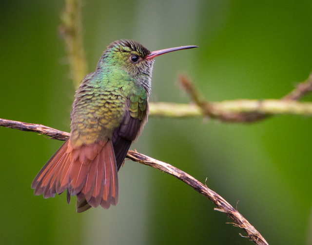 ar4-hummingbird-rufous-tailed1