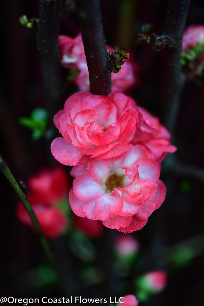 double flowering quince