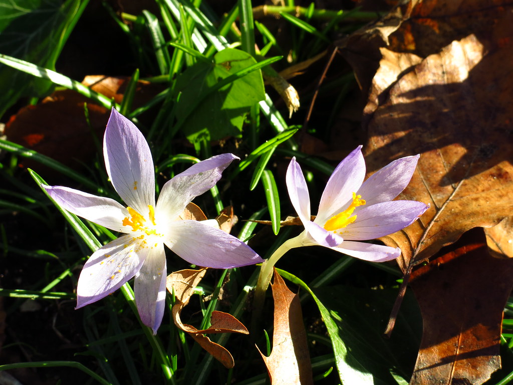 Crocuses in Cannizaro Park