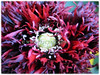 Papaver somniferum (Opium Poppy, Breadseed Poppy, Common Poppy, Fringed Poppy)