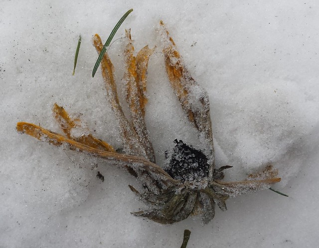 black-eyed susan with most of its yellow petals still intact, frosty on top of snow