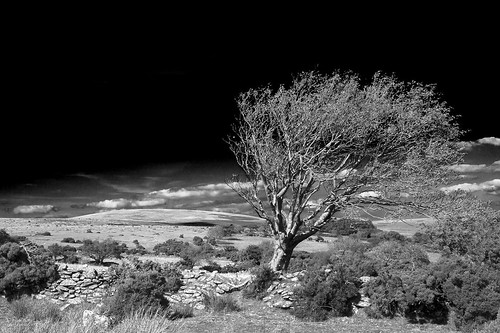 blackandwhite dartmoor gidleigh stonewall mono black gorse bushes tree heather moorland outdoor outdoors hiking path way nationalpark devon uk canon eos50d tamron 1750mm clouds sunny bright white