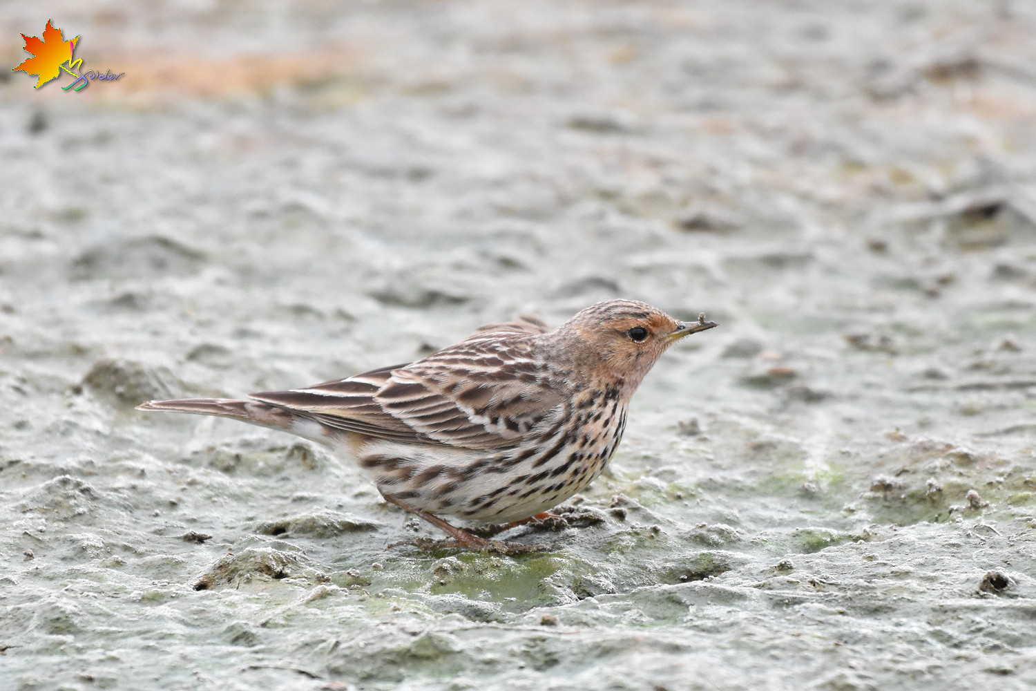Red-throated_Pipit_8847