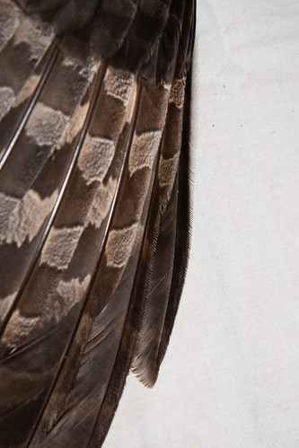 Great Gray Owl Primary Wing Feathers