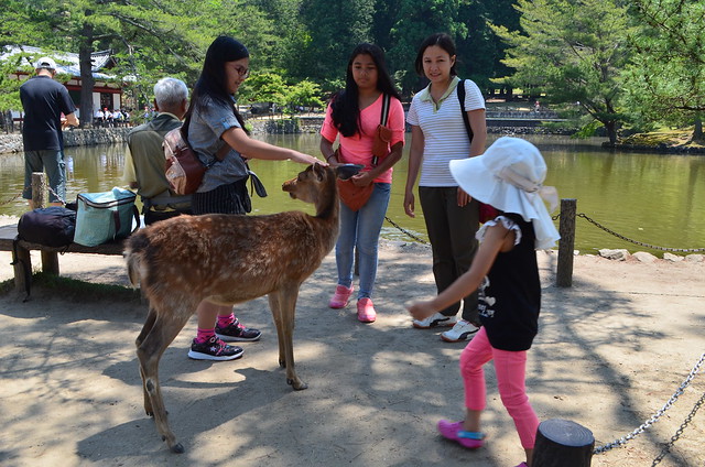 Nara, Japan: Deer Feeding and Todaiji Temple