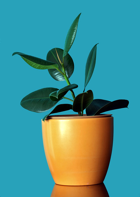 7 Hardy Indoor Plants for Inexperienced Gardeners - Discover 7 easy to care for indoor plants that even YOU can keep alive! | https://heartenedhome.com 