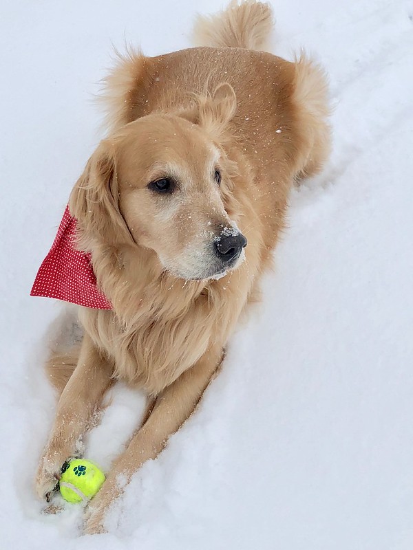 Watson enjoying the snow!