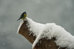 Blue Tit In The White - Photo of Valle-di-Rostino