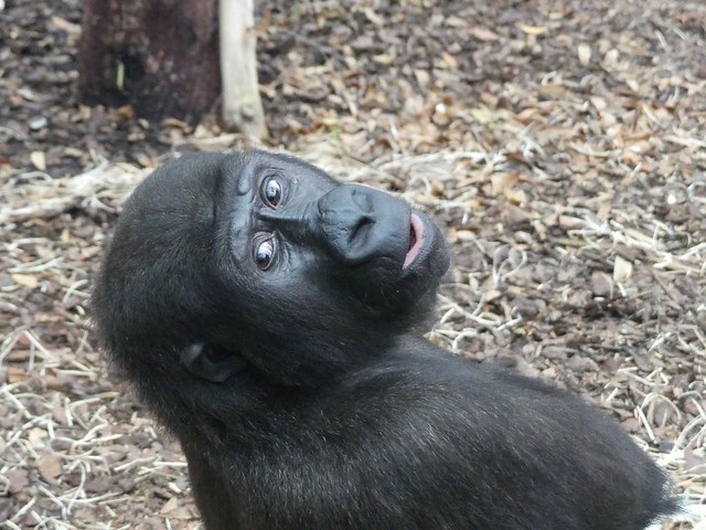 Gorilla Sawa, Zoo Frankfurt