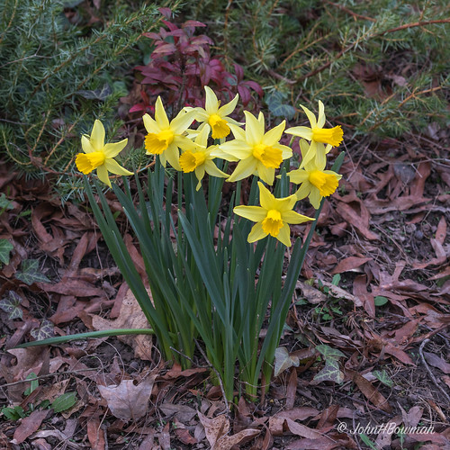 virginia chesterfieldcounty home flowersandplants daffodils springblossoms february2018 february 2018 canon1004004556l2 explore